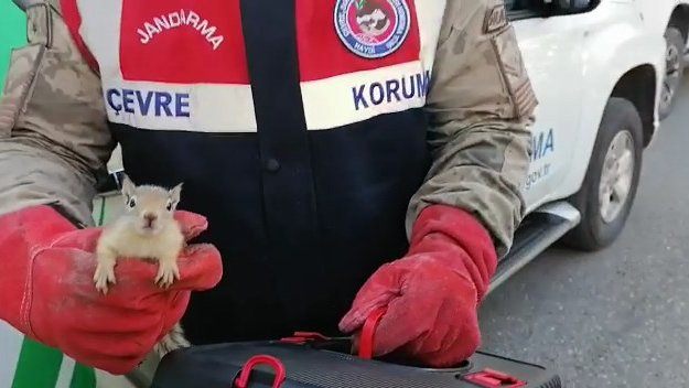 Jandarma, yolcu otobüsü bagajında 15 yavru sincap buldu