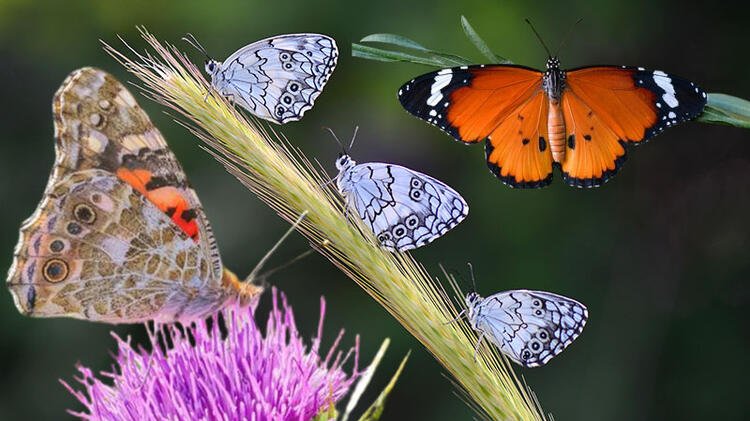 Biyokaçakçılar en çok kelebek ve böcekle yakalandı