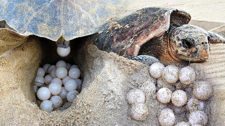 İztuzu Plajı'nda caretta yuva sayısı 700'e ulaştı