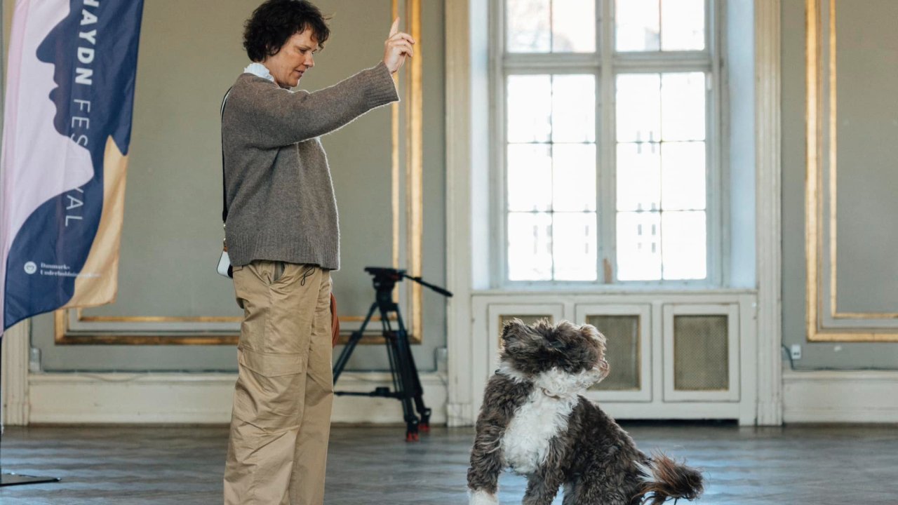 3 dogs join the orchestra at a classical music festival in Denmark