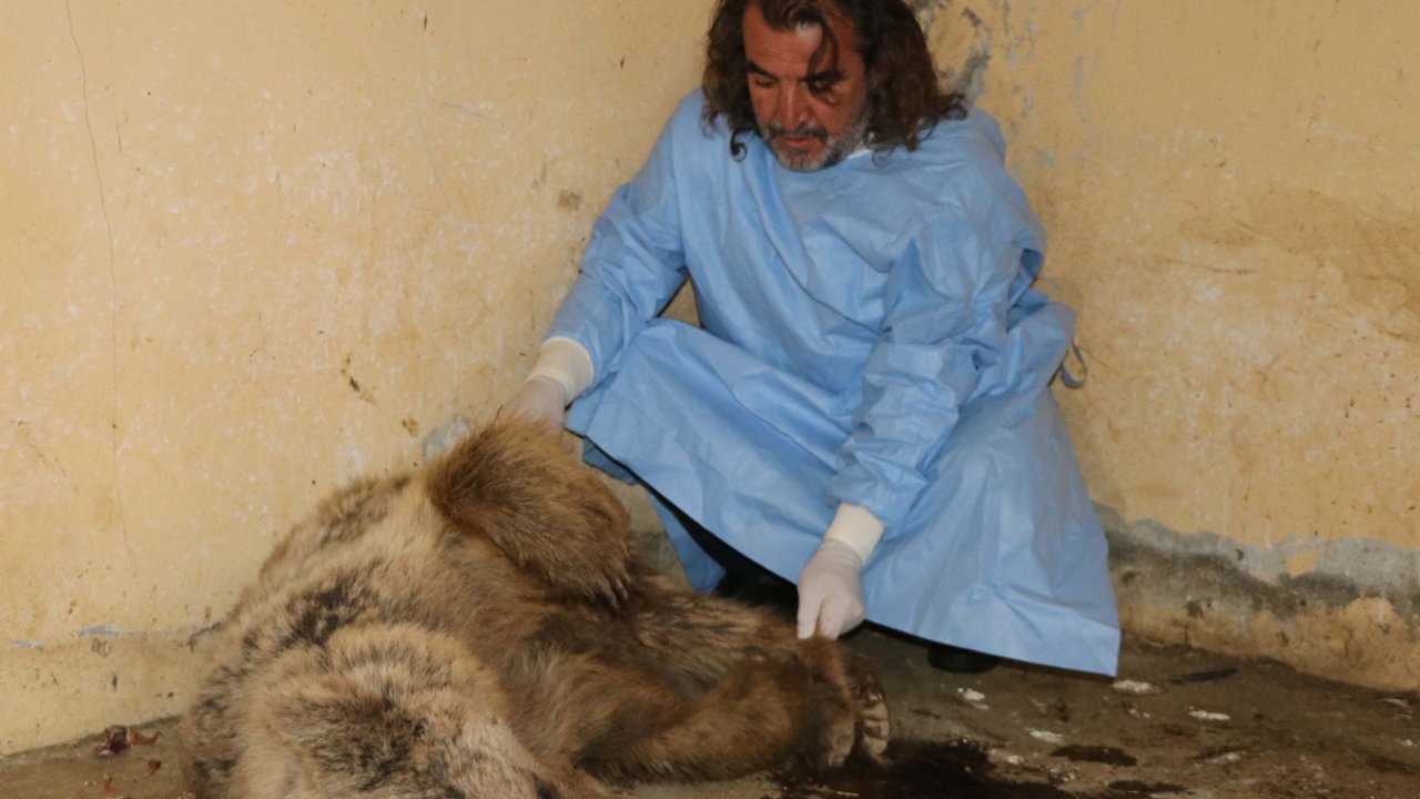 Hakkari'de bulunan ayı düşen kaya parçalarıyla değil, ateşli silahla yaralanmış