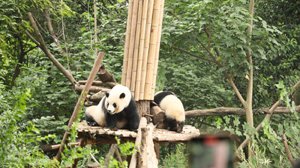 Pandaların hayata tutunduğu park