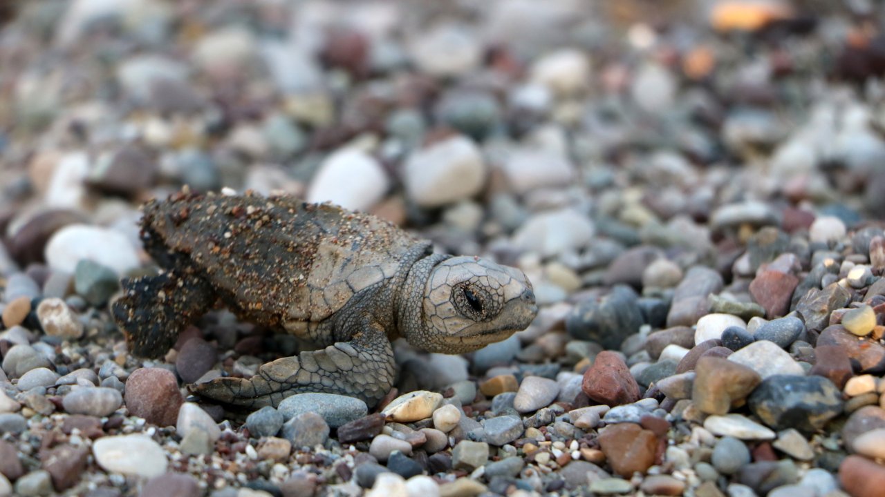 153 bin yavru caretta caretta denizle buluştu