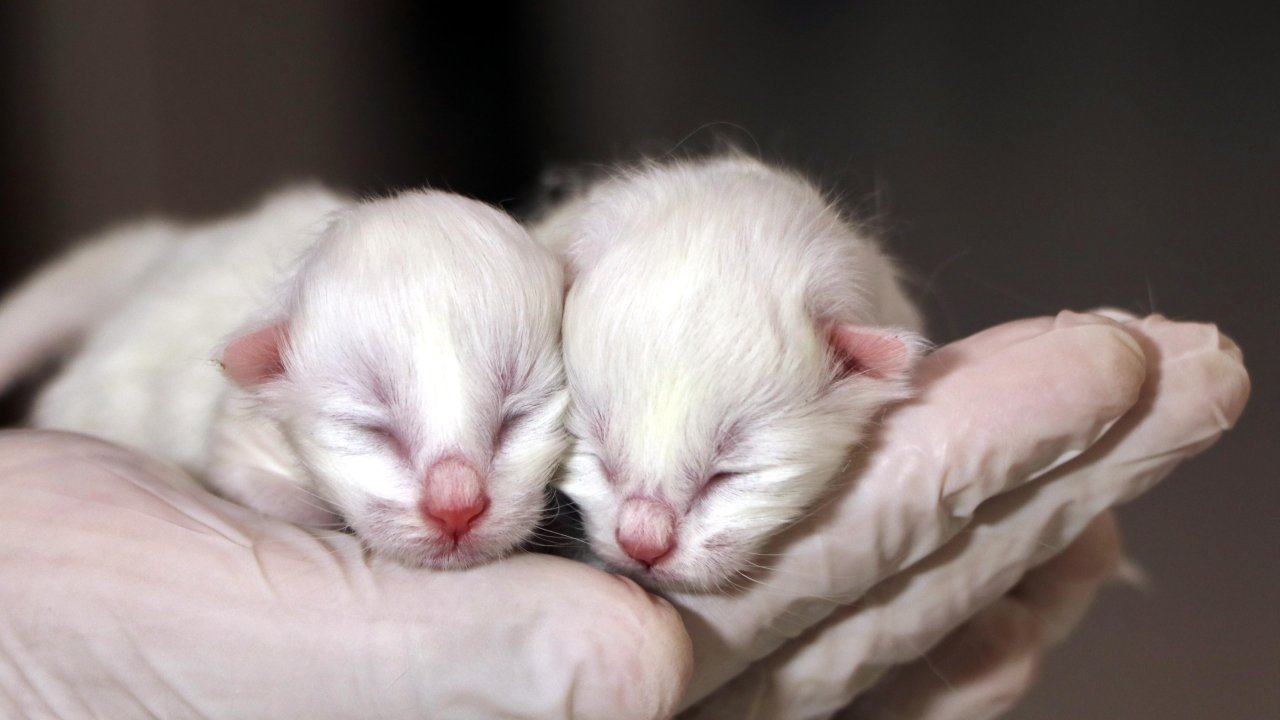 Van Kedi Villasında yavru heyecanı, 2024'ün ilk yavruları dünyaya geldi