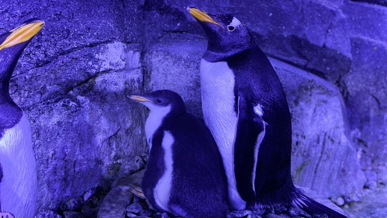 İstanbul’da gentoo türü dört penguen dünyaya geldi