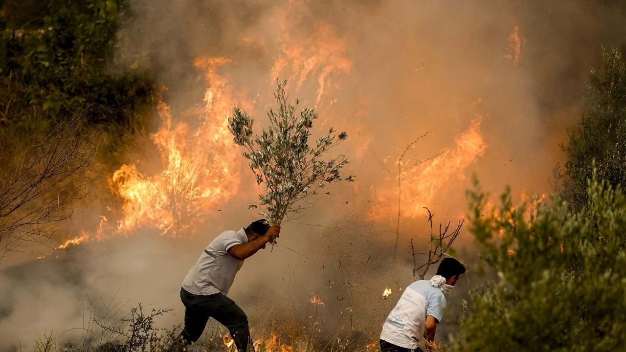 Aydın'daki orman yangınında 2 bin hektar alan zarar gördü