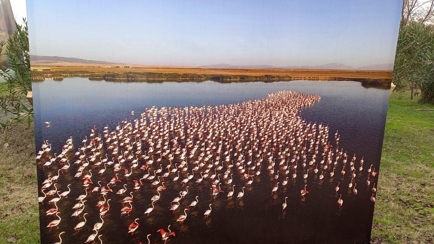 Qızılağac Milli Parkında növbəti dəfə “Flaminqo festivalı” keçirilib