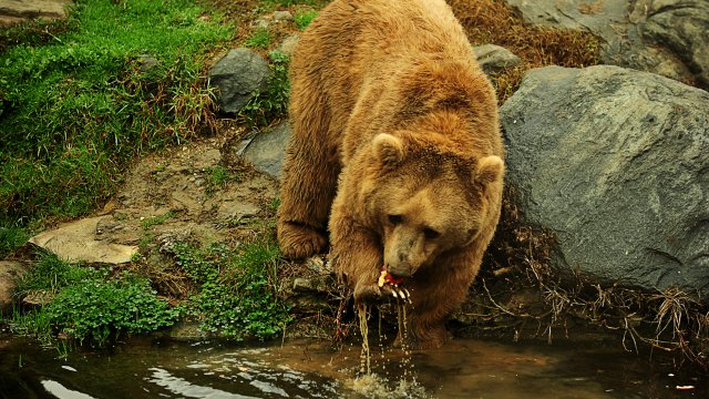 Kış uykusuna yatmayan ayılar, meyve ve balıkla besleniyor