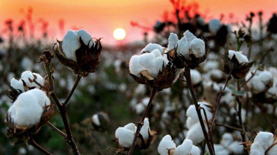 Pambıq mahlıcı ötən il ixrac edilən qeyri-neft sektoru məhsulları siyahısında birinci olub