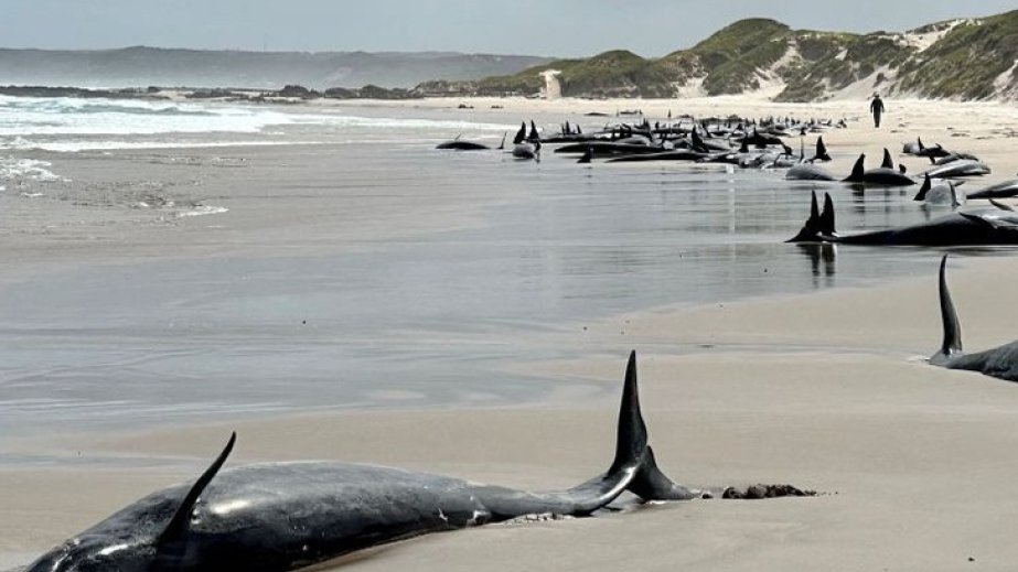 Australia begins euthanising false killer whales after mass stranding